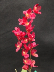 Howeara Lava Burst 'Puanani' AM/AOS